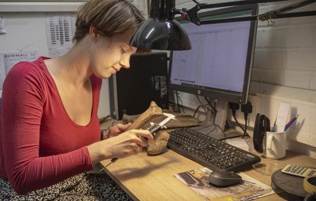 An archaeologists measures a bone whilst sat at desk with a computer.
