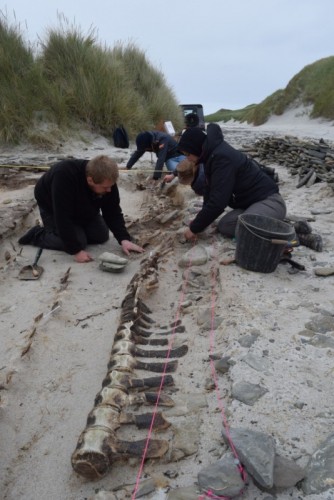 Students kneel in sand to excavate the skeleton of a whale in Orkney, Scotland.